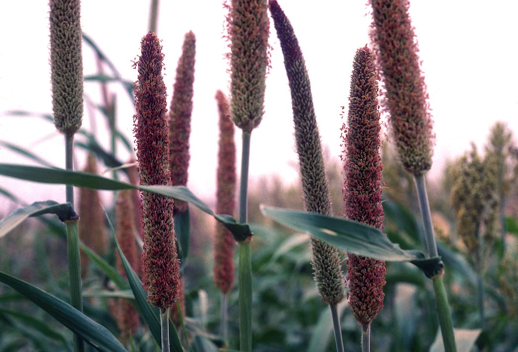 Six Reasons To Bring Millets To The Market!