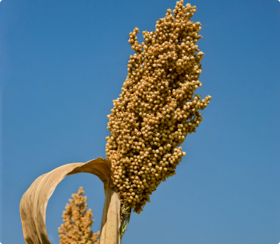 Impact of Millets on Climate and Global Warming: