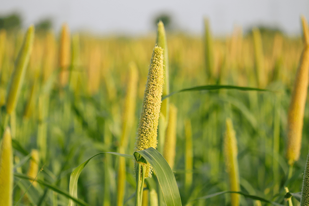 Pearl millet