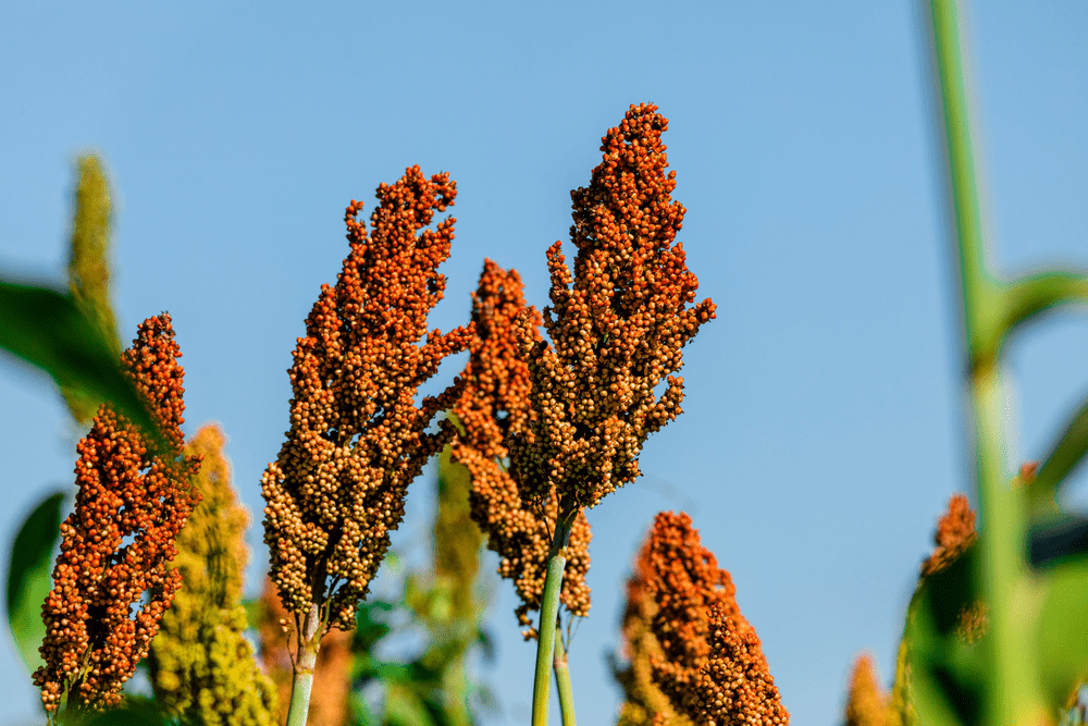 Sorghum millet