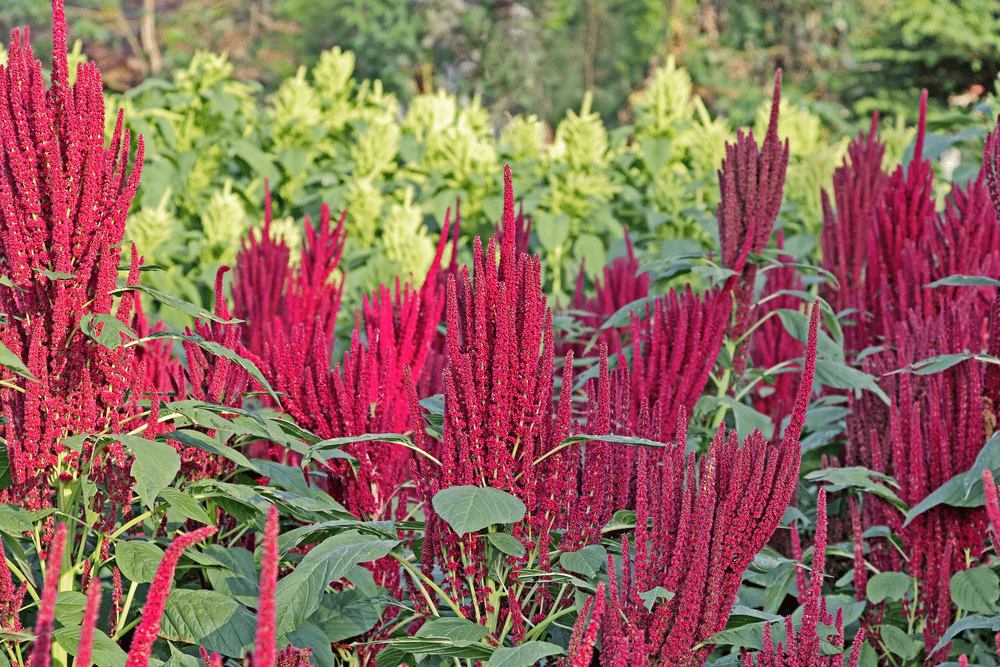 Amaranth millet