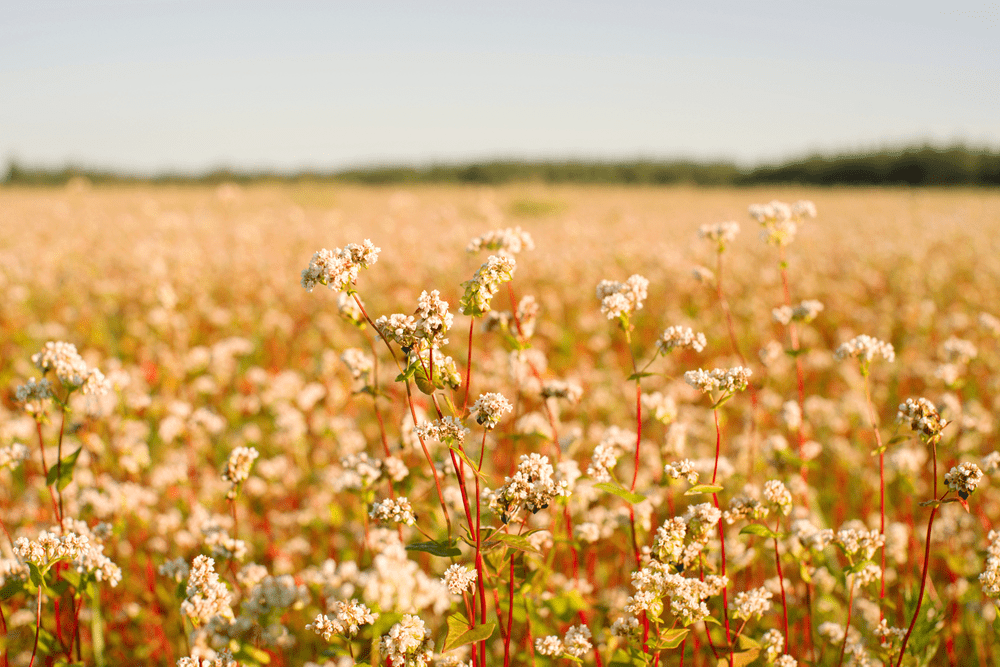 Buckwheat millet