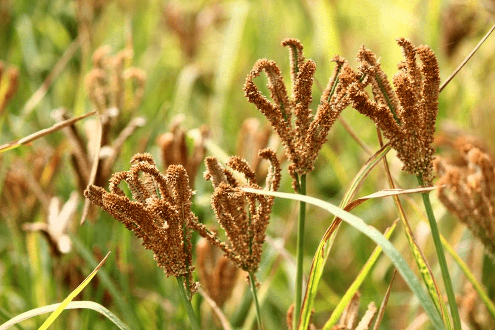 Finger millet