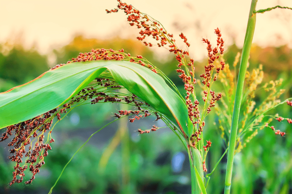 Little millet